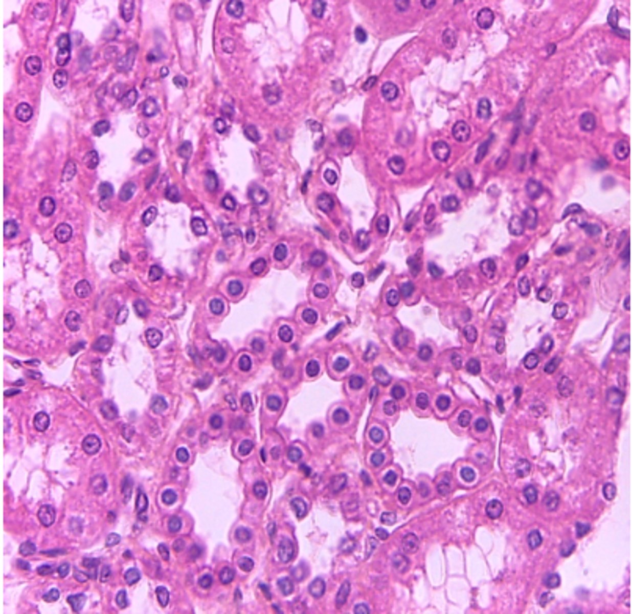 <p>What type of tissue is presented on the slide?</p>