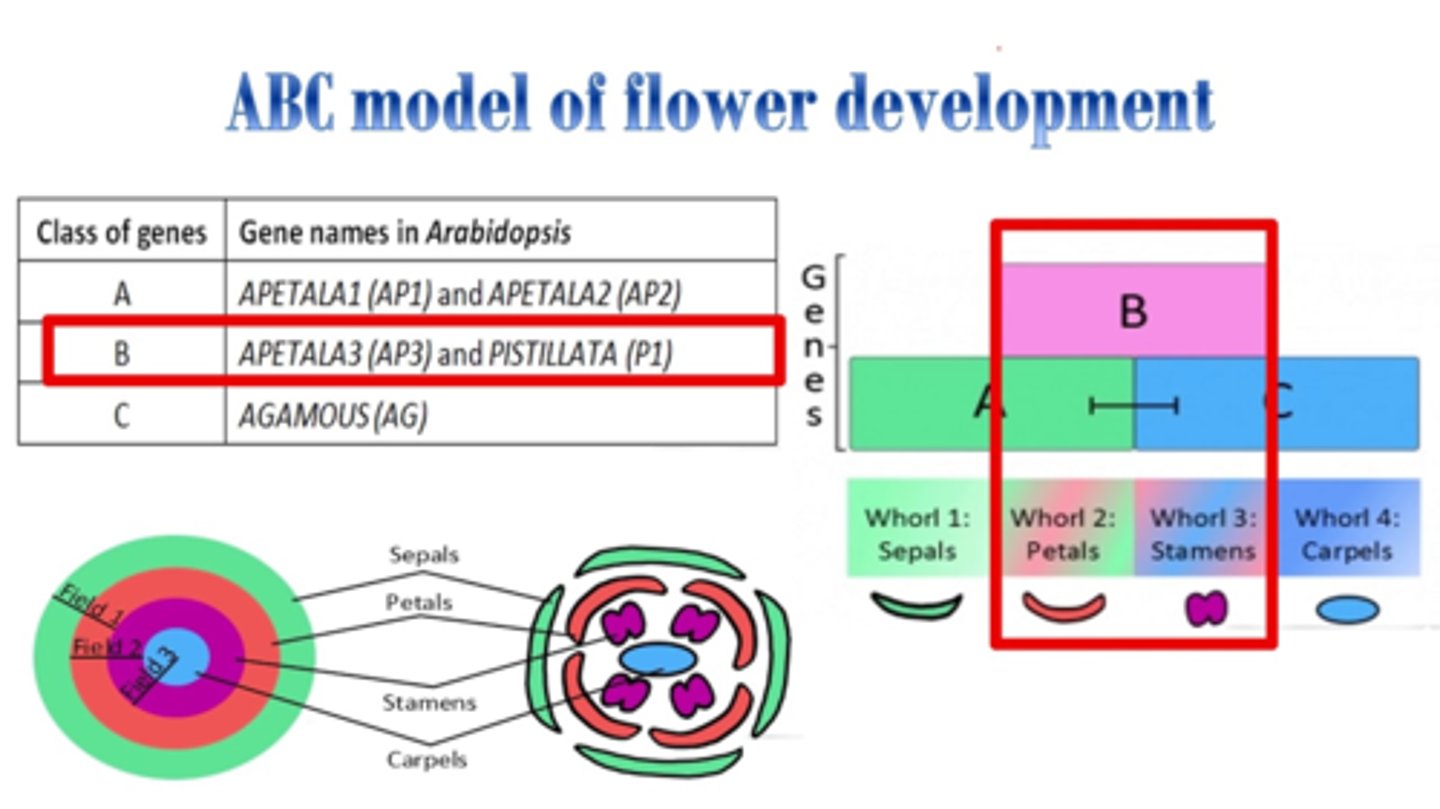<p>= 3 classes of genes, A + B + C, that code for different parts of the flower. <br>-Class A for Sepals + Petals<br>-Class B for Petals + Stamens<br>-Class C for Stamens + Carpels</p>