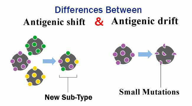 <p>Antigenic drift = </p>