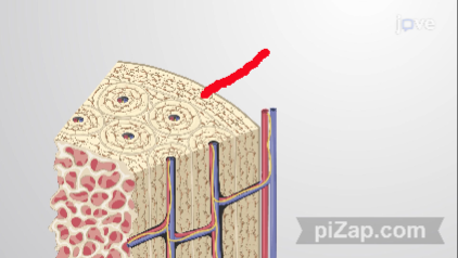 <p>what type of lamellae is this?</p>