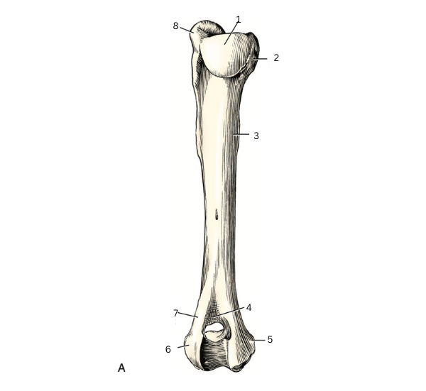 <p>7 </p>