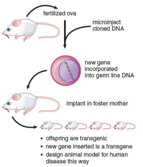 <p>altered at their germ line by introducing a cloned gene into fertilized ova or into embryonic stem cells</p>