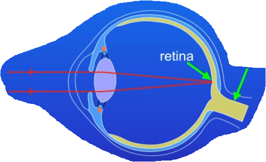 <p>Name, Function, stage of how the eye detects light</p>