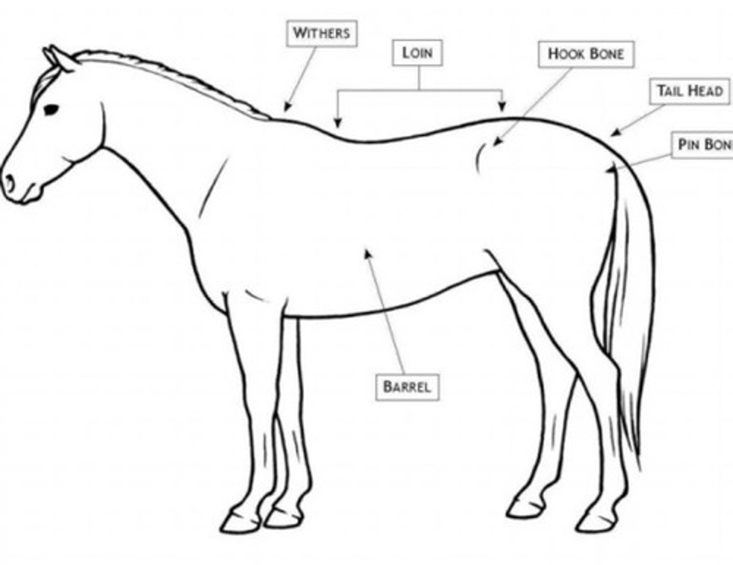 <p>chest, side area above/caudal of the fore arm</p>
