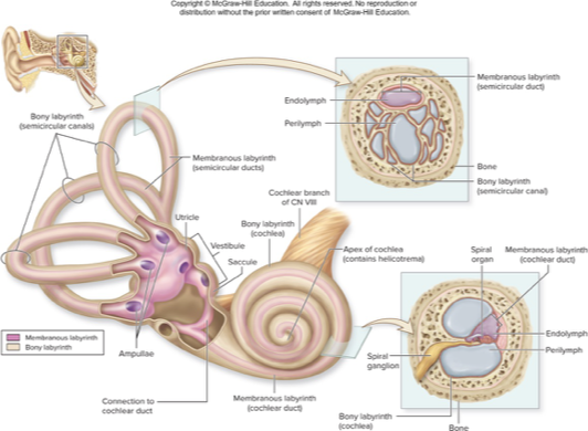<p>membranous labyrinth</p>