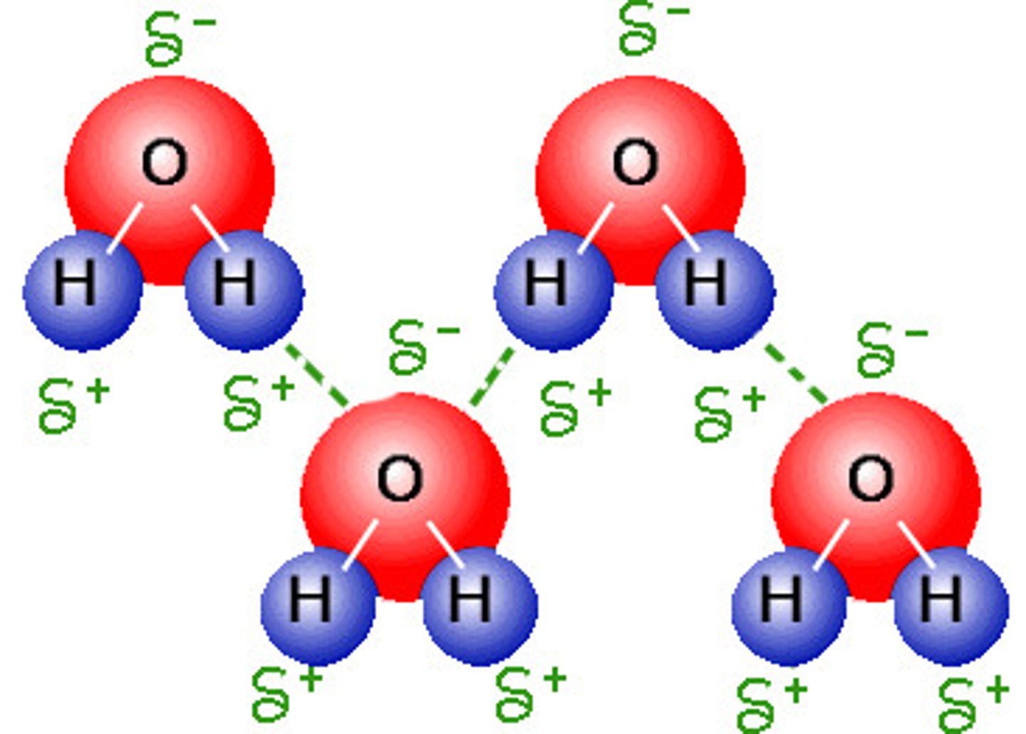 <p>The force of attraction that holds the water molecules together and the separate strands of a DNA double helix together</p>