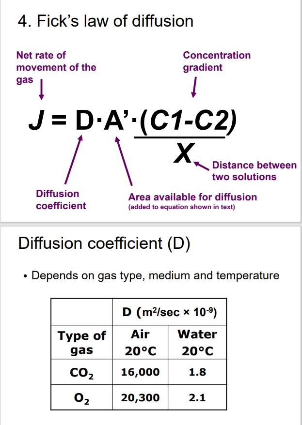 <ul><li><p>Governs the net rate of movement of gases through diffusion.</p><ul><li><p>Important to note that diffusion rates slow with increased distance.</p></li></ul></li></ul><p></p>