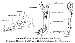 <ul><li><p><span>Similar to forelimb</span></p><ul><li><p><span>Dogs/cats usually only have 4</span></p><ul><li><p><span>Digits II, III, IV, V</span></p></li></ul></li></ul></li></ul><p></p>