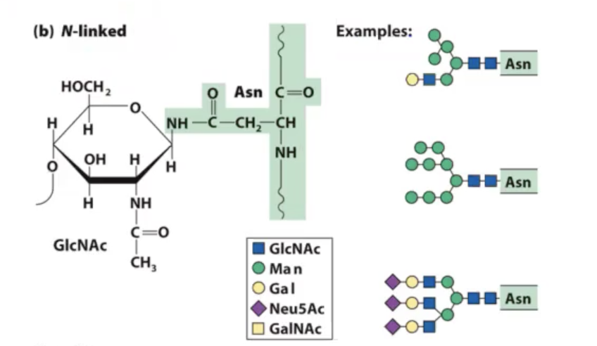 <p>modification of nitrogen of asparagine. this amide (NH) can be made nucleophilic enough to where we can attach these complex oligosaccharides on to this particular amino acid.</p><p>is a co-translational modification in eukaryotes where initially as proteins are coming off of ribosome in the endoplasmic reticulum there is an oligosaccharide transferase (OST) that transfers entire sugar block on to the appropriate asparagine residue in that protein as it is being formed. once that occurs, protein folds and goes into golgi apparatus to be shipped to final destination.</p><p> </p><p>what happens in the golgi apparatus is that some of the sugars are trimmed off and new sugars are added on to give you various sugar structures that will be on the protein.</p>