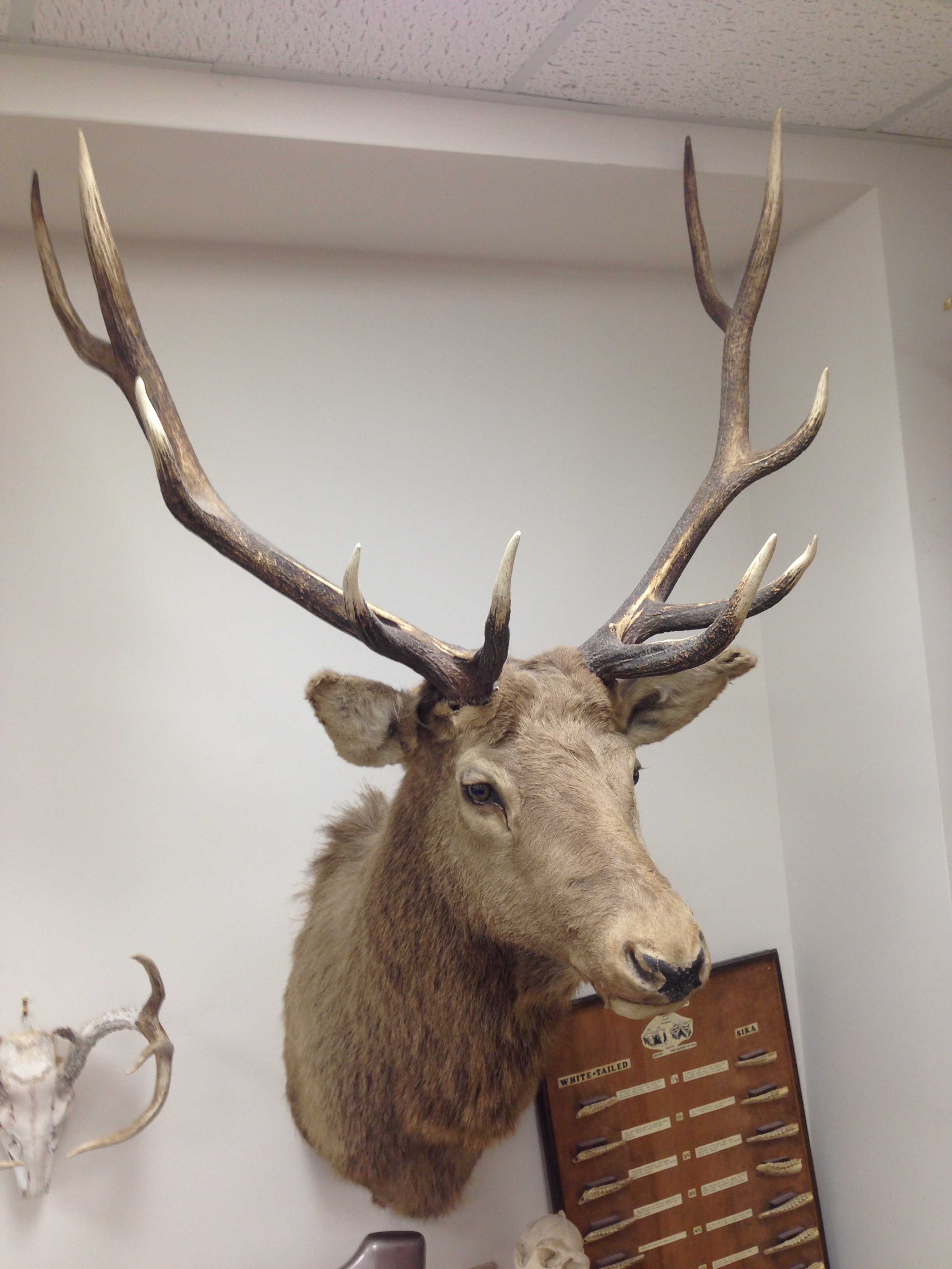 <p>Cervus canadensis </p>