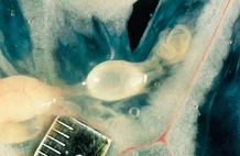 <p>This tapeworm pea-sized bladder worm larval stage is found in the greater omentum or abdominal organs of the rabbit. The definitive host is the dog. What is the tapeworm called?</p>