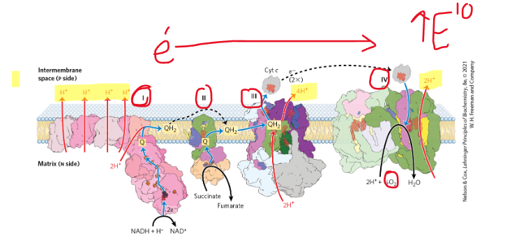 <p>composed of 4 major complexes, and containing multiple protein subunits and e- carriers. There are also 2 e- carriers that act as shuttles, moving e- from complex to complex. </p>