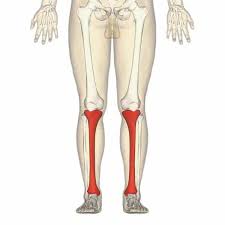 <p><span>located from the knee to the ankle, anterior</span></p>