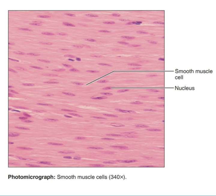 <p>Spindle-shaped cells with central nuclei; no striations; cells arranged closely to form sheets.</p>