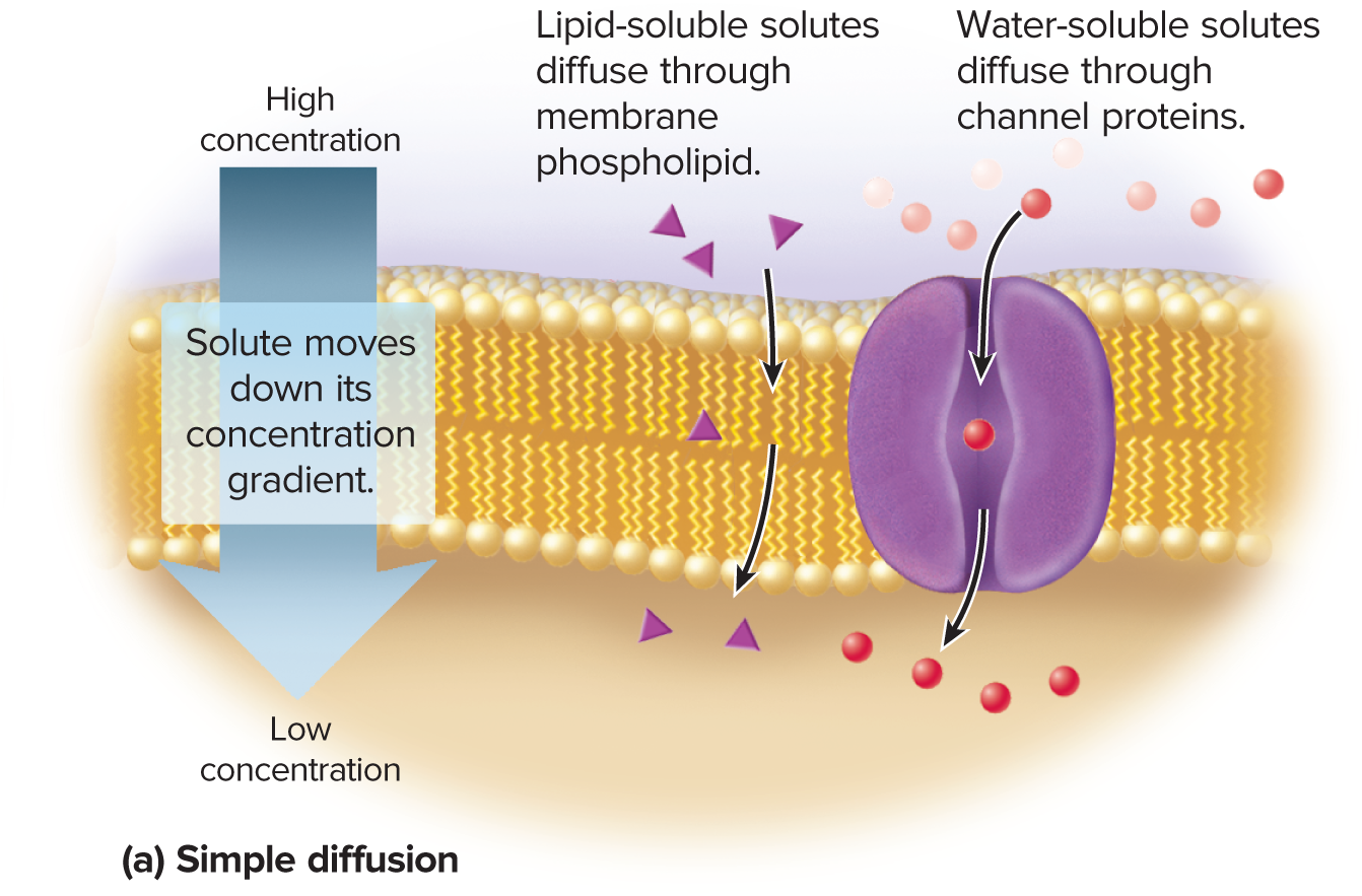 the net movement of particles from a place of high concentration to a place of low concentration (down a concentration gradient)