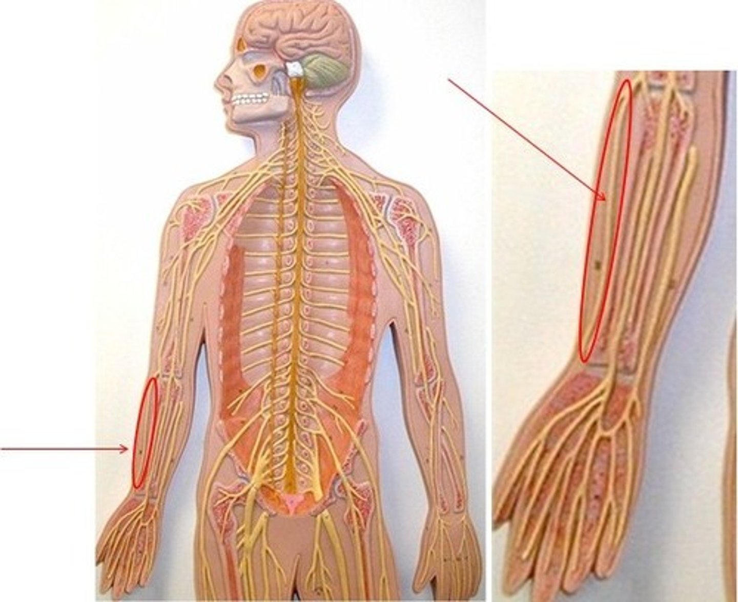 <p>motor - extends elbow and hand,</p><p>sensory - feeling in hand and wrist</p>