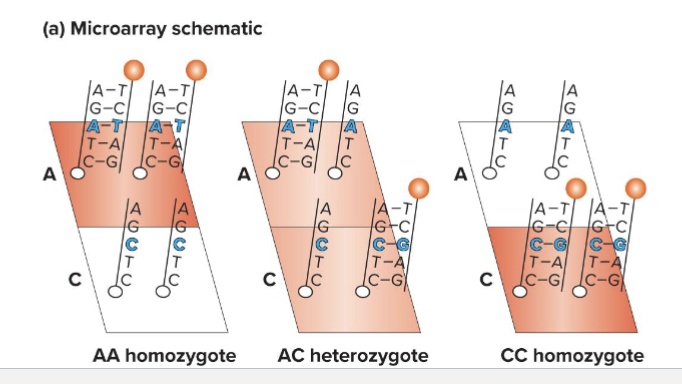 <ul><li><p>Allele-specific oligonucleotides ( A S Os) are attached to a solid support (like silicon chip)</p><ul><li><p>2 oligonucleotides are shown here, but many can be put on one array</p></li></ul></li></ul><p></p>
