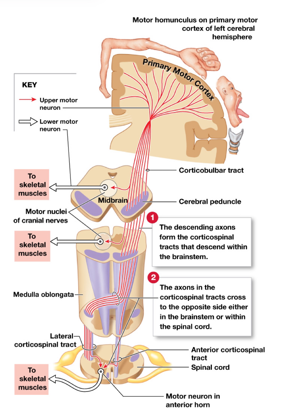 <p>Sensory: Ascending</p><p>Premotor: From brain; down and out</p>