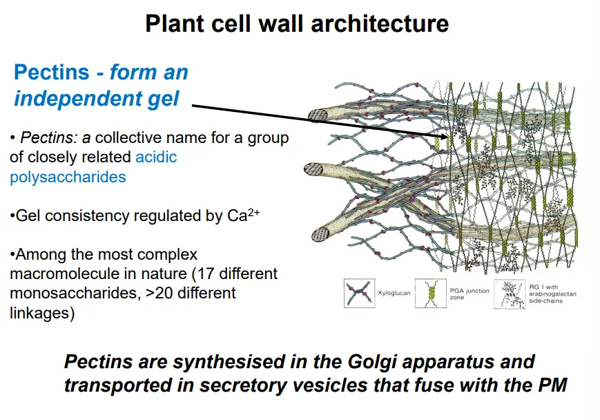 <ul><li><p>the gel is mostly made up of <strong>pectins </strong>(very complex, hydrophilic, acidic polysaccharides), with its consistency regulated by pH and Ca ions</p></li><li><p>these protect against pathogens and influence the porosity, pH, and ion balance of the cell wall</p></li><li><p>the gel can also contain lignin (polyphenol), primarily in the secondary cell wall (more rigid, produced by mature cells)</p></li></ul><p></p>