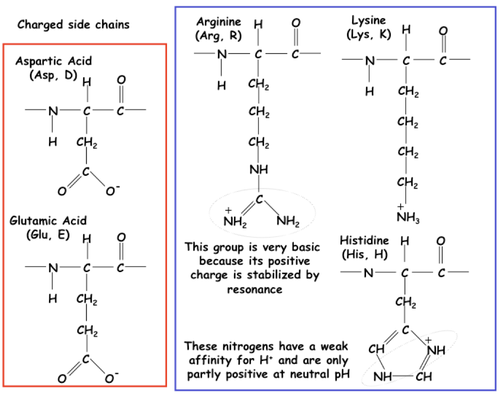 Aspartic acid and glutamic acid (negative), arginine and lysine (positive) 