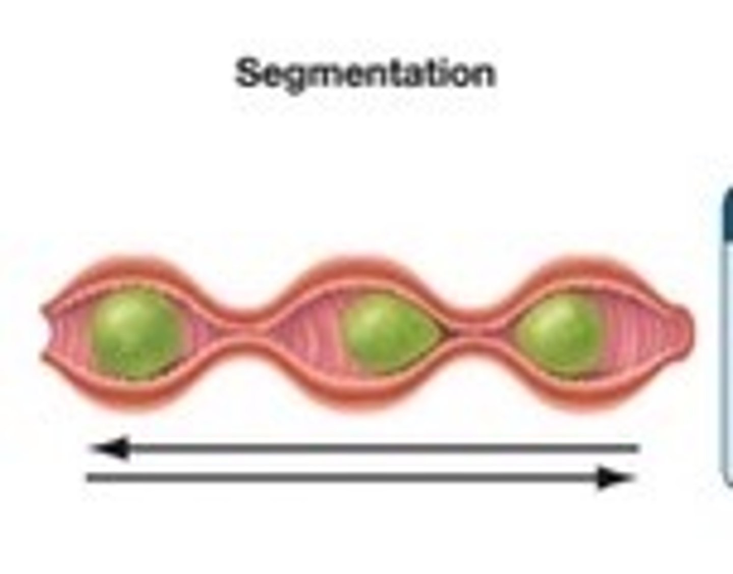 <p>Muscular contractions of the small intestine that move food back and forth, breaking the mixture into smaller and smaller pieces and combining it with digestive juices.</p>