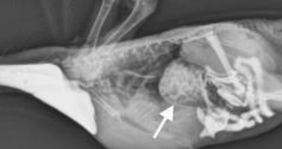 <p>PPD/Bornavirus is diagnosed by an enlarged which organ on radiography? Fluoroscopy, GI biopsies, RT-PCR on crop swab, serology, and post-mortem exam are also used.</p>