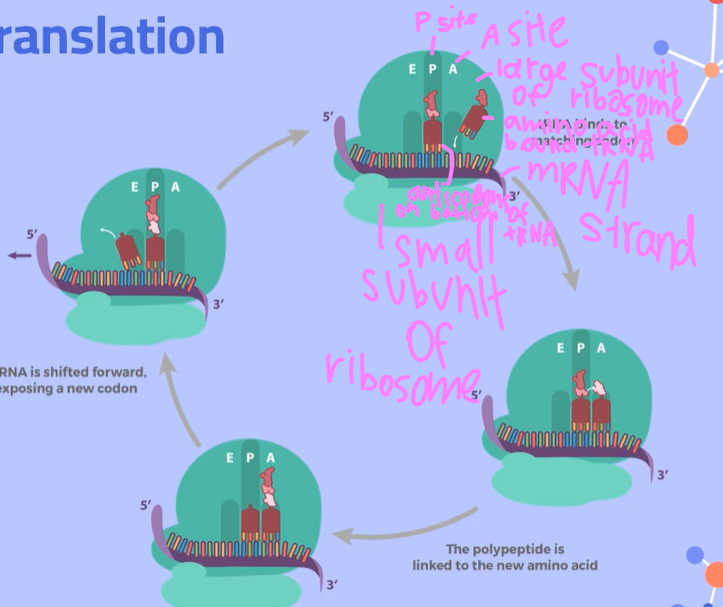 <p><span>Initiation:</span><br><span>A ribosome and initiator tRNA attach to the start codon of an mRNA molecule (messenger RNA molecule). The small and large subunits of the ribosome also bind to the mRNA.</span><br><br><span>2. Elongation:</span><br><span>At the end of each tRNA molecule (transfer RNA molecule), there is an anticodon, which is complementary to the codons on the mRNA. These codon and anticodons pair together using hydrogen bonds between complementary bases.</span><br><br><span>The tRNA molecule brings in an amino acid from the cytoplasm. When it reaches the ribosome, the tRNA starts at the P Site with its amino acid.</span><br><span>Then a second tRNA carrying another amino acid will slide into the A Site. The large subunit of the ribosome catalyzes a reaction, forming a peptide bond between the newly arrived amino acid and the amino acid held by the tRNA in the P site. The ribosome transfers the entire growing polypeptide chain from the tRNA at the P site to the amino acid on the tRNA at the A site.</span><br><br><span>Now the tRNA in the P site is empty and uncharged, so it slides over to the space in the E site and exits the ribosome to pick up another amino acid. The tRNA in the A site, now with the growing polypeptide chain, is going to slide over to the P site; This process repeats until the ribosome gets to a stop codon.</span></p>