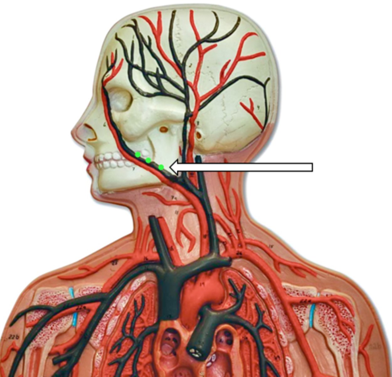 <p>name the structure</p>