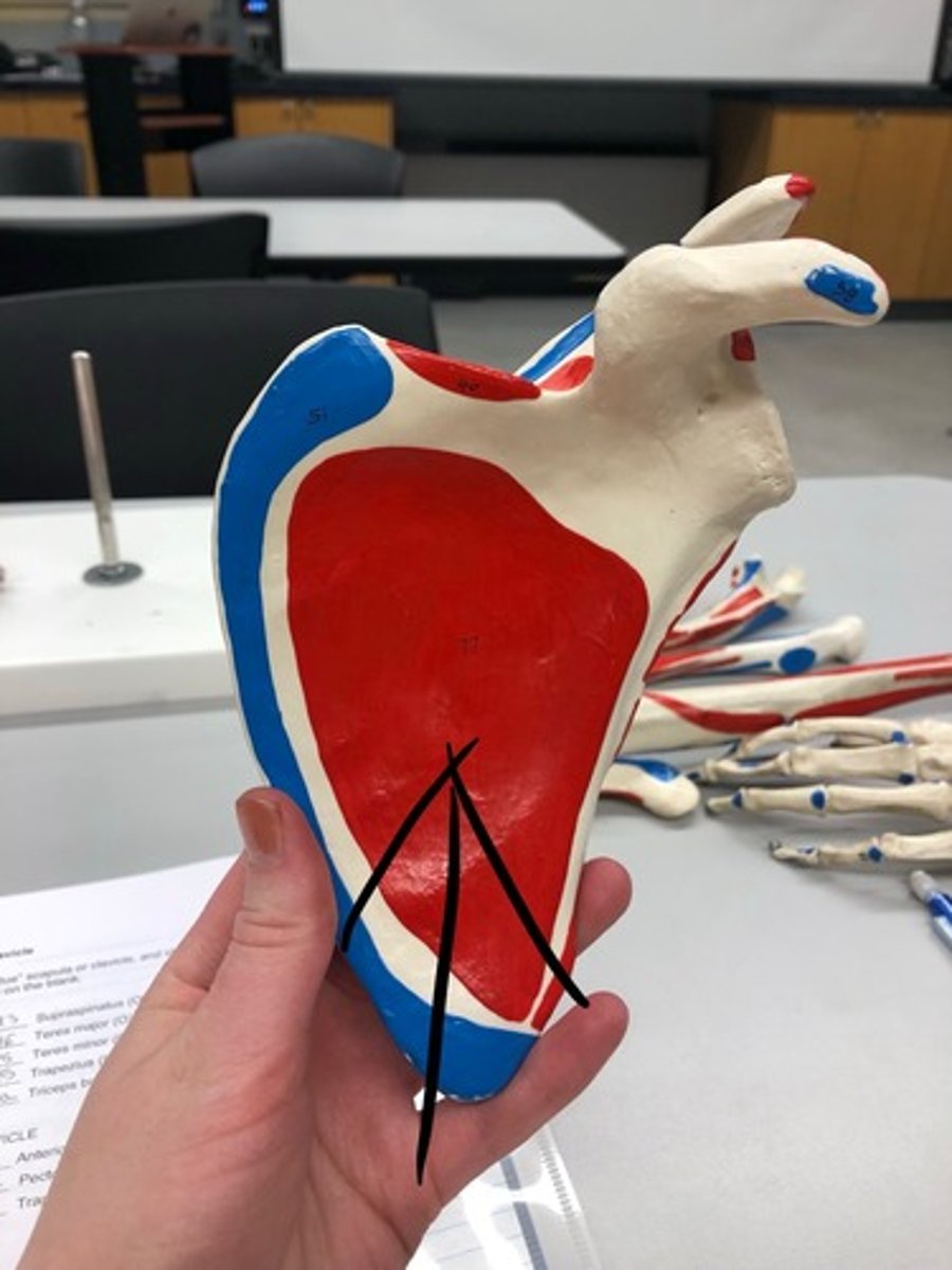 <p>77</p><p>O: subscapular fossa of scapula</p>
