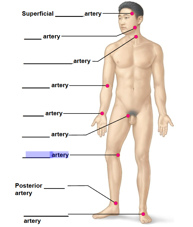 <p>highlighted arrow </p>