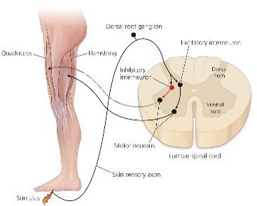 <ul><li><p>Reflex: Step on tack and withdraw your foot</p></li><li><p>Activates the mechanosensitive neurons (foot) that projects into the spinal cord</p></li><li><p>Synapse on <span style="color: yellow;">excitatory interneurons</span> that project to <span style="color: yellow;">hamstring</span> motor neurons</p></li><li><p>Sensory neurons also synapse on the<span style="color: yellow;"> inhibitory interneurons</span> (red) that project to motor neurons innervating the <span style="color: yellow;">quadriceps</span>&nbsp;</p></li></ul><p></p>