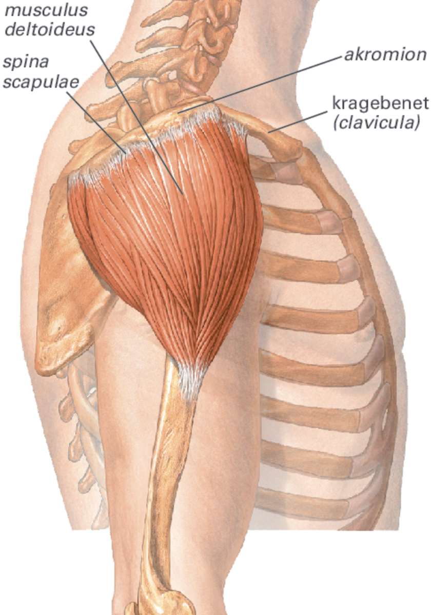<p>polazište: spina scapulae, acromion, clavicula</p><p>hvatište: tuberositas deltoidea</p><p>inervacija: n. axillaris</p><p>abdukcija!!</p>