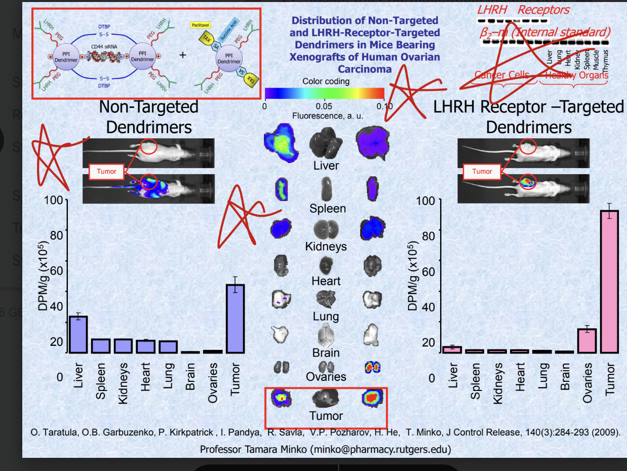 <ul><li><p>tumor cells <strong>over-expresses LHRH receptors</strong> → attaching a LHRH peptide to the dendrimer specifically guides it to the tumor</p></li></ul><p></p>