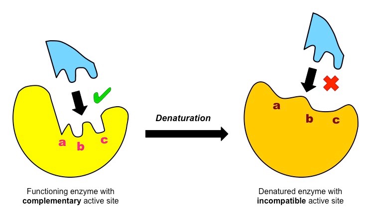 <p>the shape of the active site changes, so the substrate cannot bind to it, making the enzyme non-functional</p>