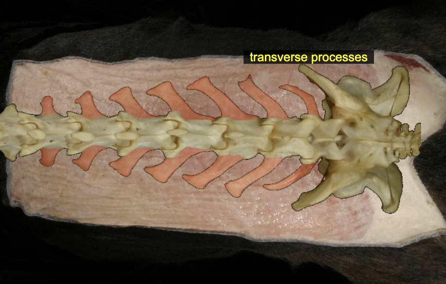 <p>Transverse process</p>