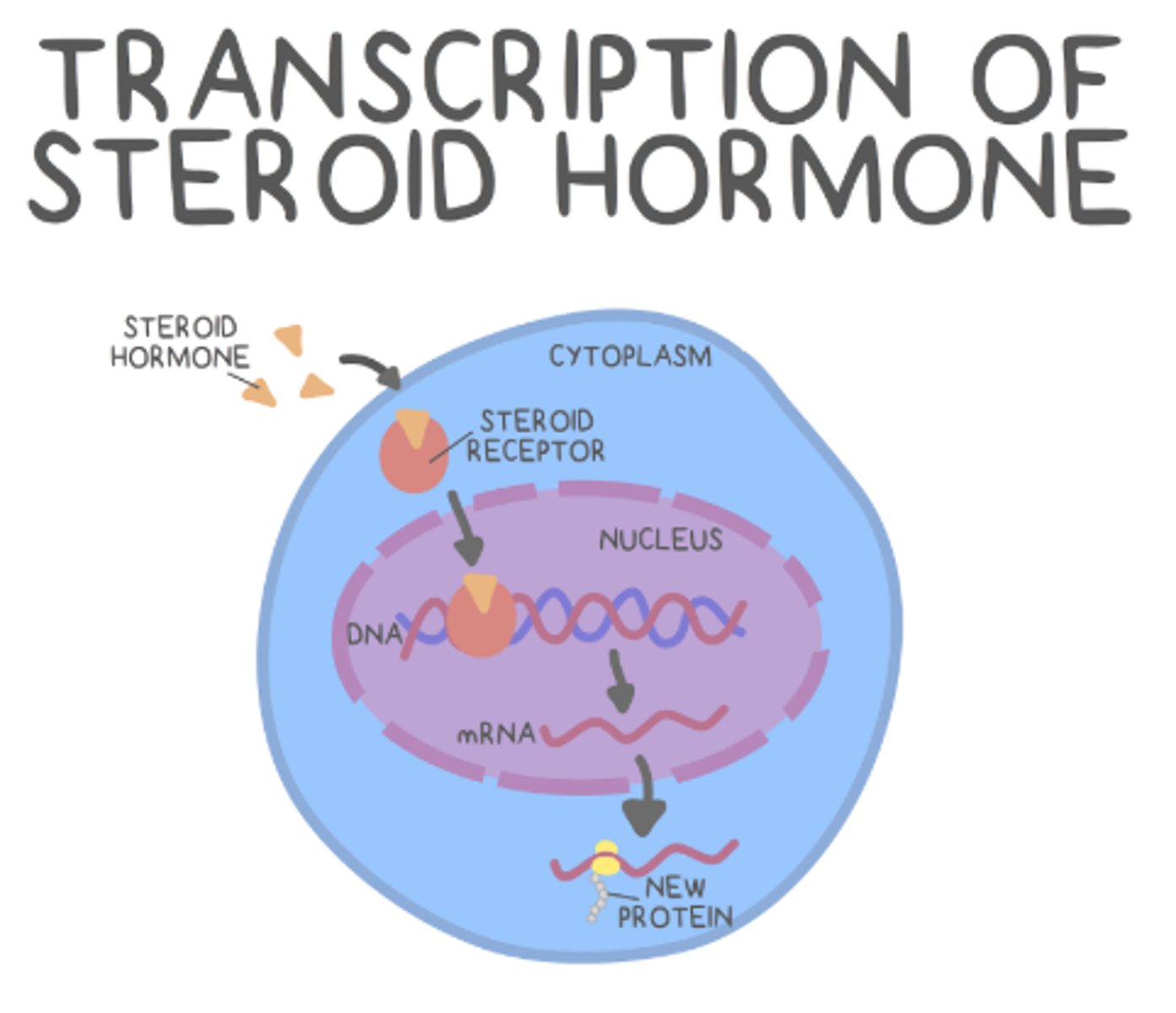 <p>transcriptional</p>