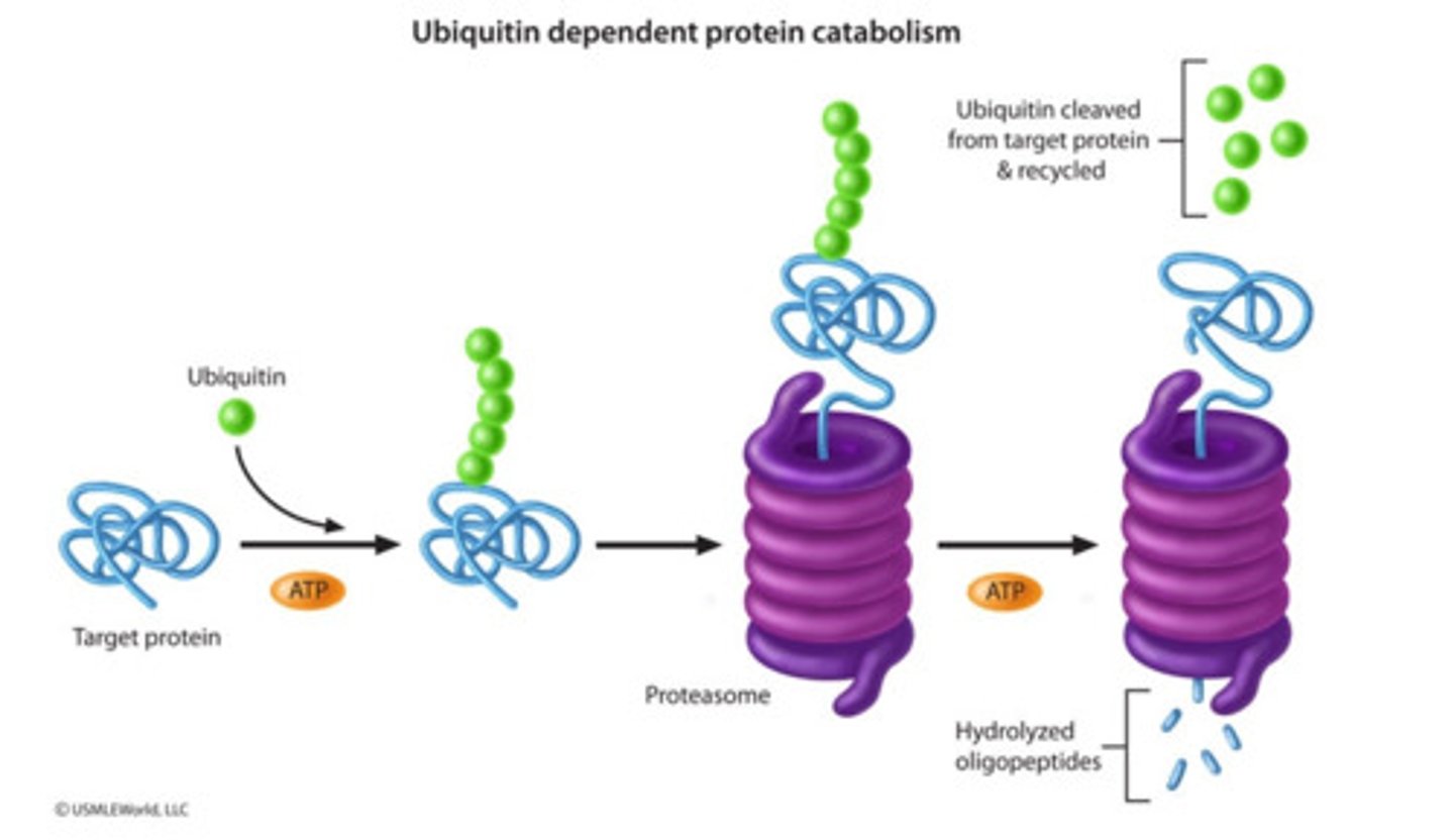 <p>targets a protein for degradation by a proteasome</p>