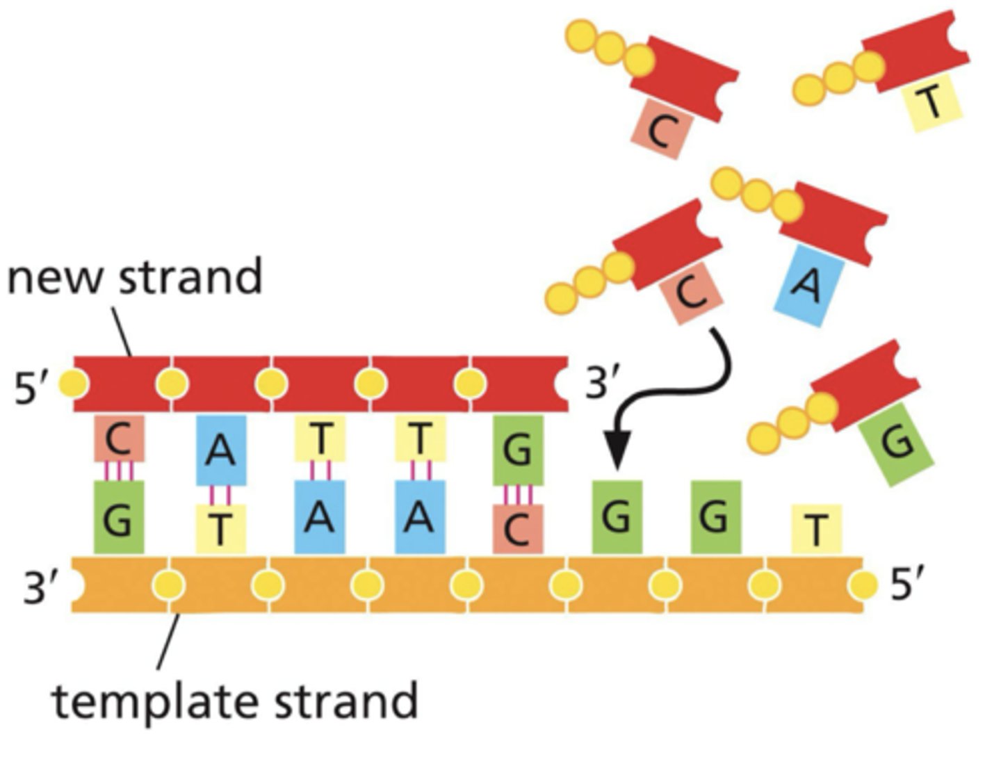 <p>reads: 3->5</p><p>synthesizes: 5->3</p>
