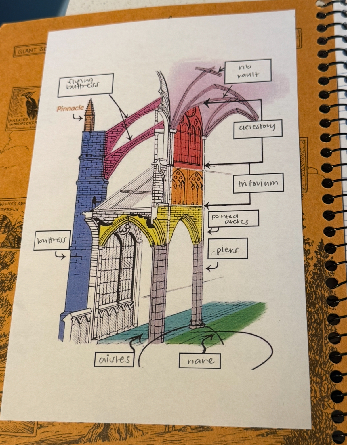 <p>ribbed vaulting</p><p>clerestory</p><p>triforium</p><p>pointed arch</p><p>piers</p><p>nave</p><p>aisle</p><p>flying buttresses</p><p>buttresses</p><p>pinnacle</p>