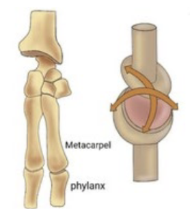 <p>Condyloid joint</p>