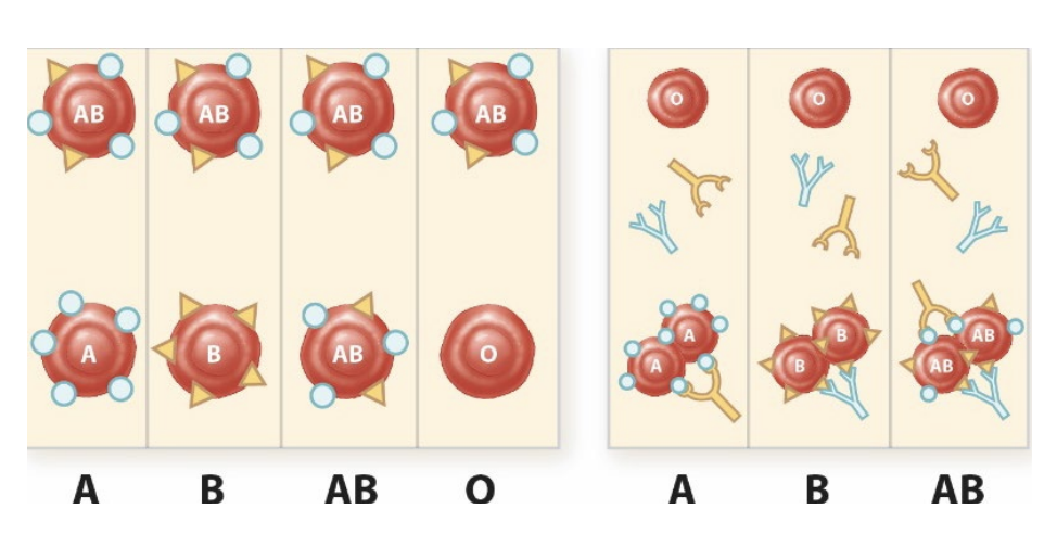 <p><strong>blood group systems</strong></p><ul><li><p>RBC surface “_____” (agglutinogens)</p></li><li><p>100 genetically identified, 36 recognized systems</p></li><li><p>ABO → A, B, AB, O</p></li><li><p>Rh</p></li></ul><p></p>