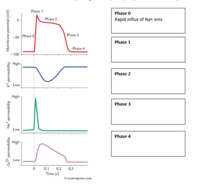 <ul><li><p>0 = influx of Na+ ions</p></li><li><p>1 = potassium channels first open up, decrease in mV due to outflux</p></li><li><p>2 = Ca2+ influx is balanced with K+ outflux, stays balanced</p></li><li><p>3 = Ca2+ influx stops, only K+ outflux, decrease in mV</p></li><li><p>4 = resting potential, ~-90mV</p></li></ul><p></p>