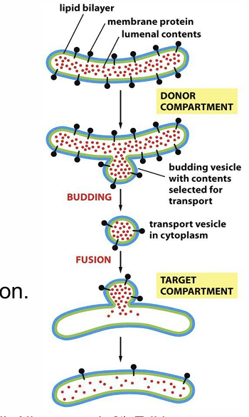 <p>Describe process of budding and fusion</p>