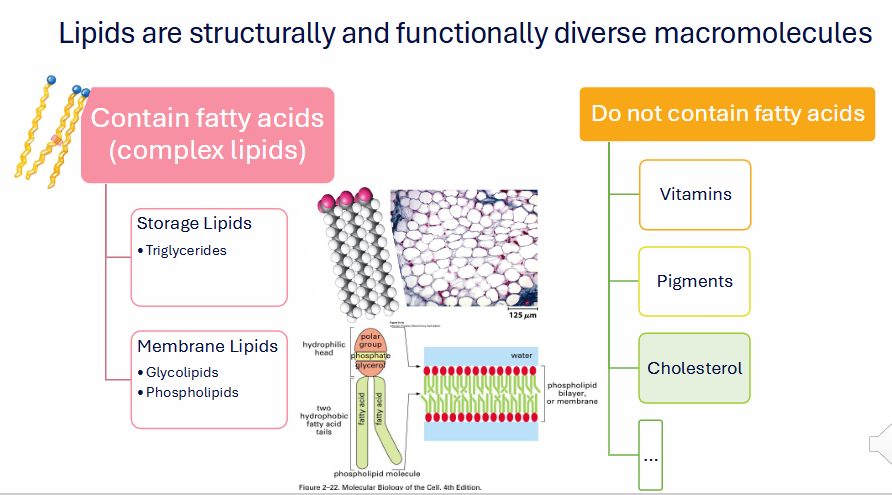 <p>COMPLEX FATTY ACIDS (COMPLEX LIPIDS)</p><p>- Storage Lipids: Triglycerides</p><p>- Membrane Lipids: Glycolipids and Phospholipids</p><p>DO NOT CONTAIN FATTY ACIDS:</p><p>- Vitamins</p><p>- Pigments</p><p>- Cholesterol</p>
