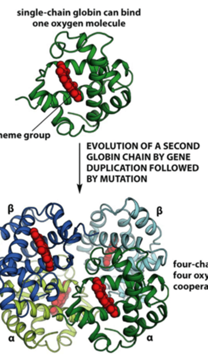 <p>one oxygen molecule, evolution of second globin chain occurs when there is a duplication followed by a mutation.</p>