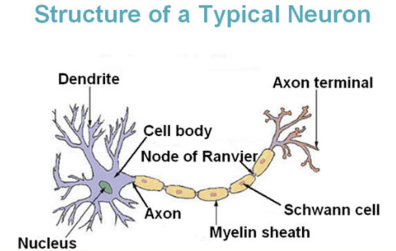 <ul><li><p>Dendrite</p></li><li><p>Cell body</p></li><li><p>Nucleus</p></li><li><p>Node of Ranvier</p></li><li><p>Axon</p></li><li><p>Myelin sheath</p></li><li><p>Schwann cell</p></li><li><p>Axon terminal</p></li></ul>