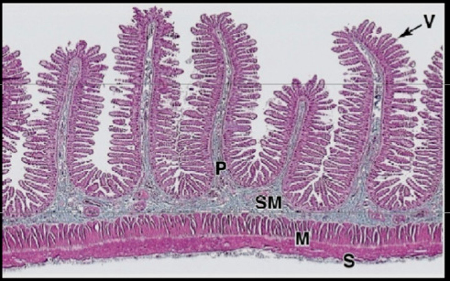 <p>fingerlike projections that line along the small intensines wall</p>