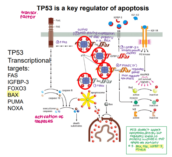 <ul><li><p><mark data-color="blue" style="background-color: blue; color: inherit;">Fas (extrinsic)</mark></p></li><li><p><mark data-color="blue" style="background-color: blue; color: inherit;">Bax BH123 protein (intrinsic)</mark></p></li><li><p>IGFBP-3</p></li><li><p>FOXO3</p></li><li><p>PUMA </p></li><li><p>NOXA </p></li></ul><p></p>