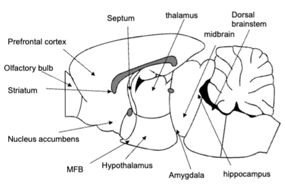 <p>form of instrumental learning, electrode implanted in brain - acquired quickly, rats respond at very high rates</p><ul><li><p>self-stimulate until exhaustion - ignore food/water to near death</p></li><li><p>all brain regions that support self-stimulation are connected to mesolimbic (midline) DA system</p></li></ul><p></p>