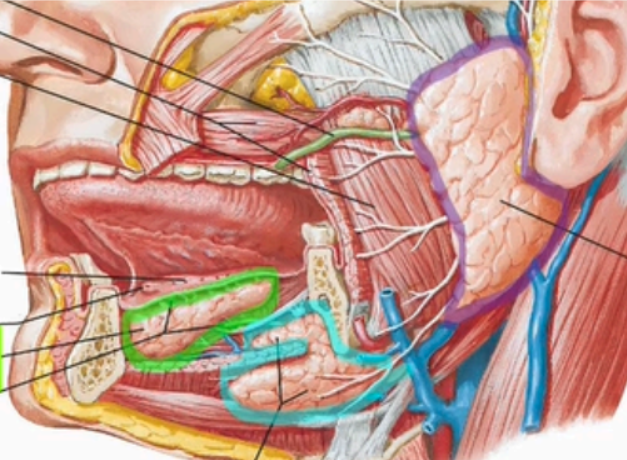 <p>Label the extrinsic salivary glands</p>